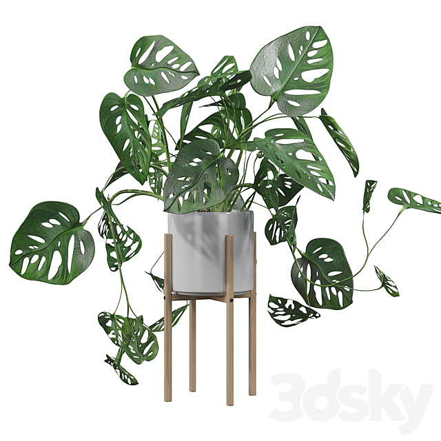 Plants collection 028 – Monstera monkey mask 02 3DS Max Model - thumbnail 2