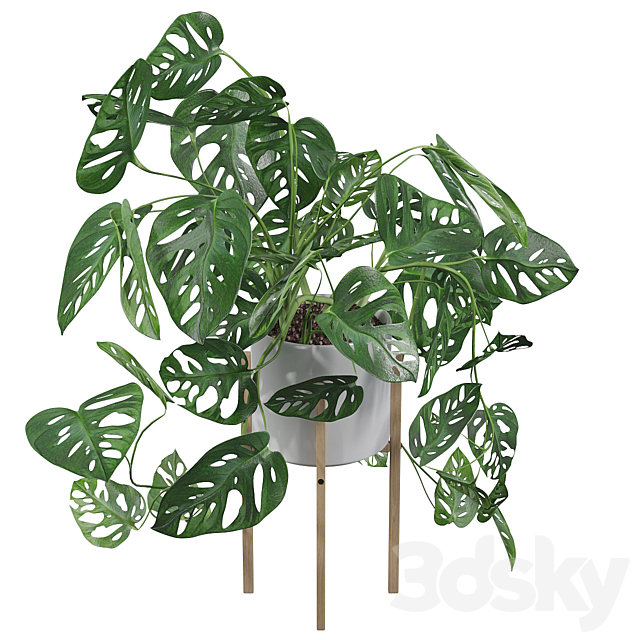 Plants collection 028 – Monstera monkey mask 02 3DS Max Model - thumbnail 3