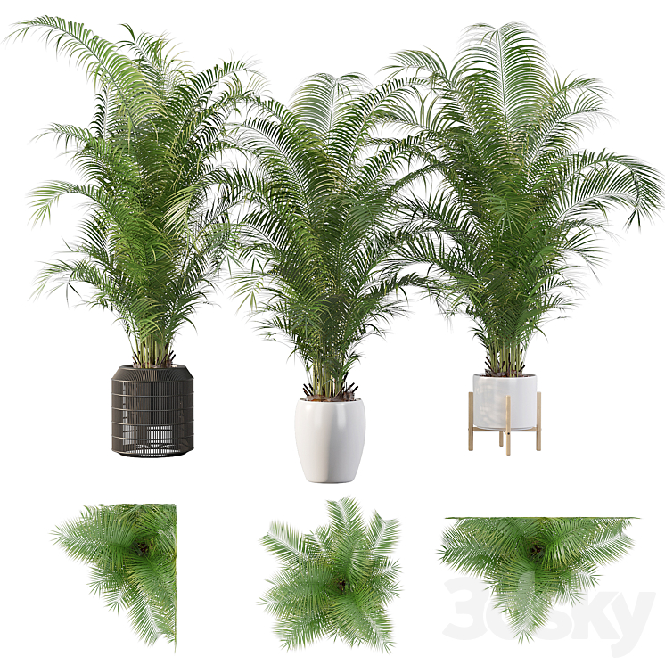 Plants collection 032 – Areca Palm Pack 1 3DS Max - thumbnail 1