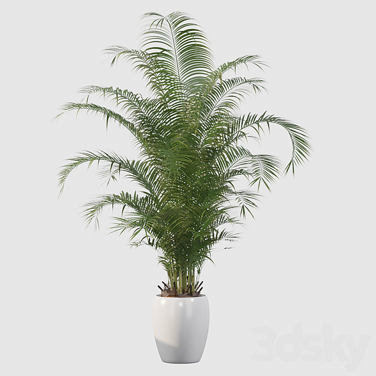 Plants collection 032 – Areca Palm Pack 1 3DS Max - thumbnail 2