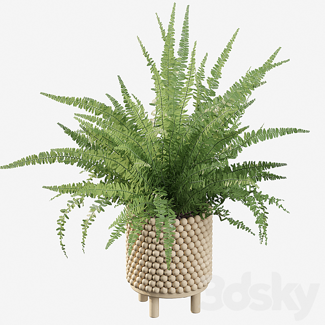 Plants collection 035 – Fern 03 3DS Max Model - thumbnail 2