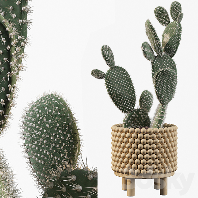 Plants collection 038 – Opuntia microdasys 03 3DSMax File - thumbnail 1