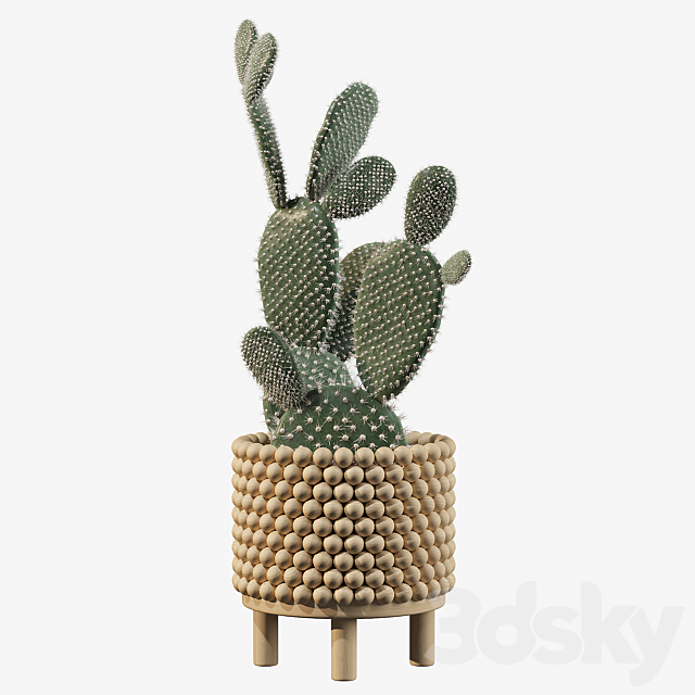 Plants collection 038 – Opuntia microdasys 03 3DSMax File - thumbnail 2