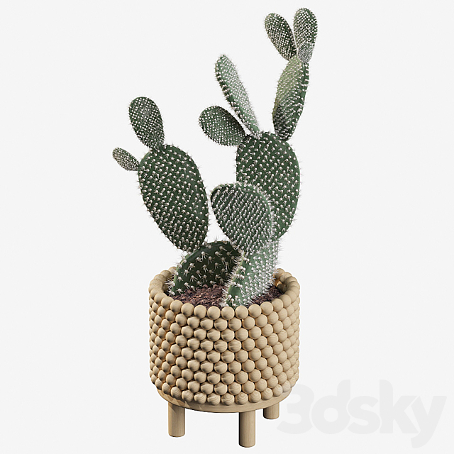 Plants collection 038 – Opuntia microdasys 03 3DSMax File - thumbnail 3