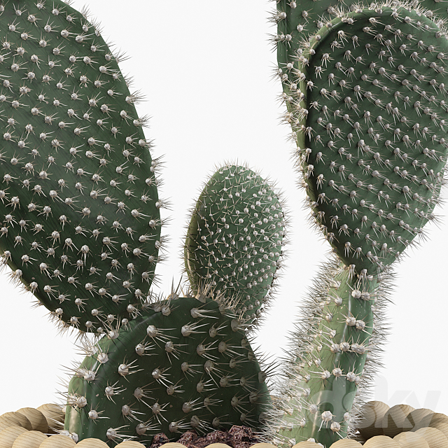 Plants collection 038 – Opuntia microdasys 03 3DSMax File - thumbnail 5