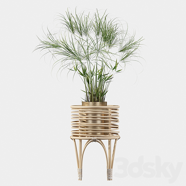 Plants collection 040 – Cyperus Nofretete 02 3DSMax File - thumbnail 3