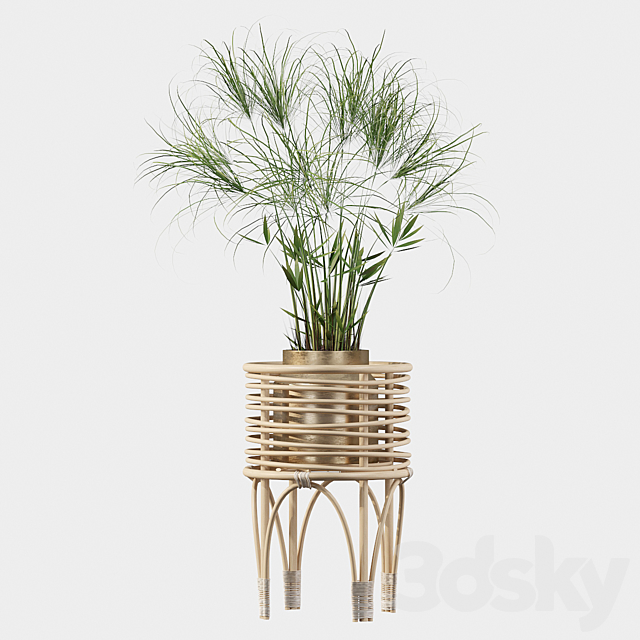 Plants collection 040 – Cyperus Nofretete 02 3DSMax File - thumbnail 4