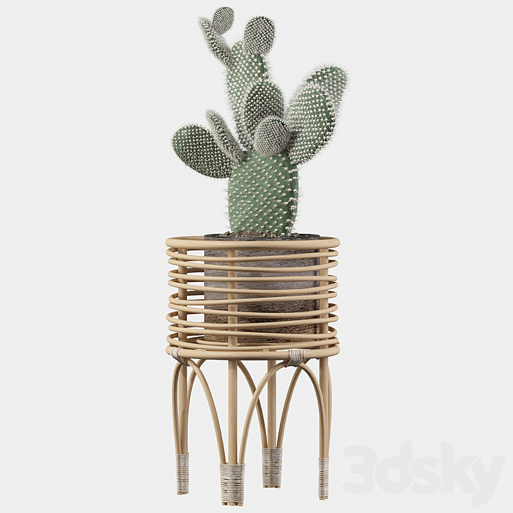 Plants collection 049 – Opuntia microdasys 04 3DS Max - thumbnail 2