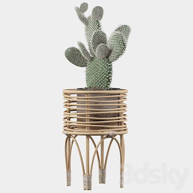 Plants collection 049 – Opuntia microdasys 04 3DSMax File - thumbnail 2