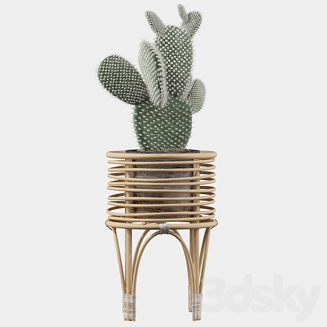 Plants collection 049 – Opuntia microdasys 04 3DSMax File - thumbnail 3