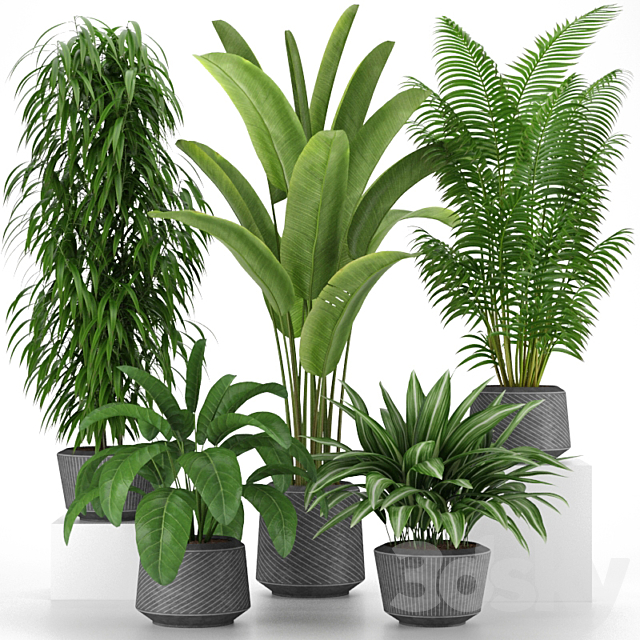 Plants collection 05 3DSMax File - thumbnail 1