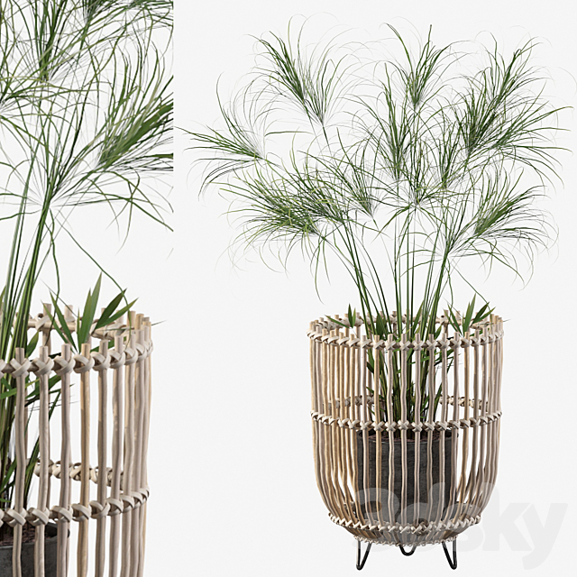 Plants collection 050 – Cyperus Nofretete 03 3DSMax File - thumbnail 1