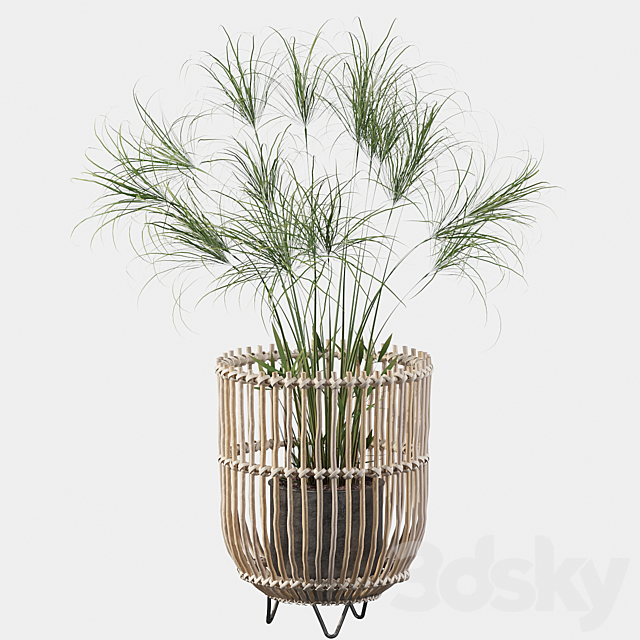 Plants collection 050 – Cyperus Nofretete 03 3DSMax File - thumbnail 2