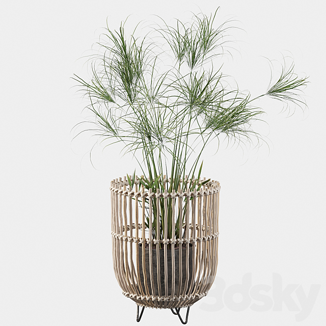 Plants collection 050 – Cyperus Nofretete 03 3DSMax File - thumbnail 3