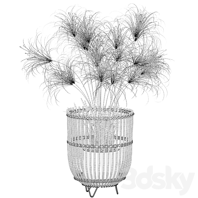 Plants collection 050 – Cyperus Nofretete 03 3DSMax File - thumbnail 4