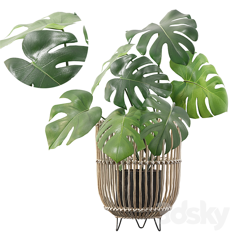 Plants collection 054 – Monstera 04 3DS Max - thumbnail 1