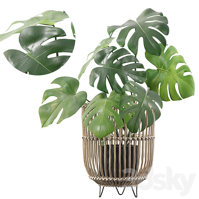 Plants collection 054 – Monstera 04 3DSMax File - thumbnail 1