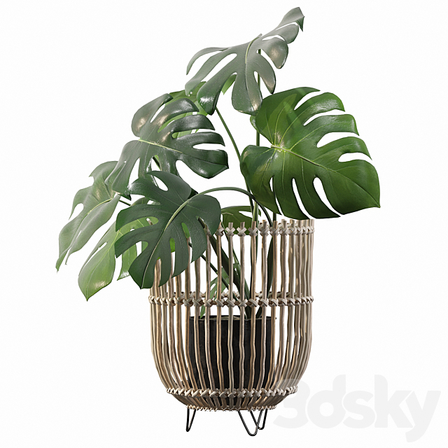 Plants collection 054 – Monstera 04 3DSMax File - thumbnail 2