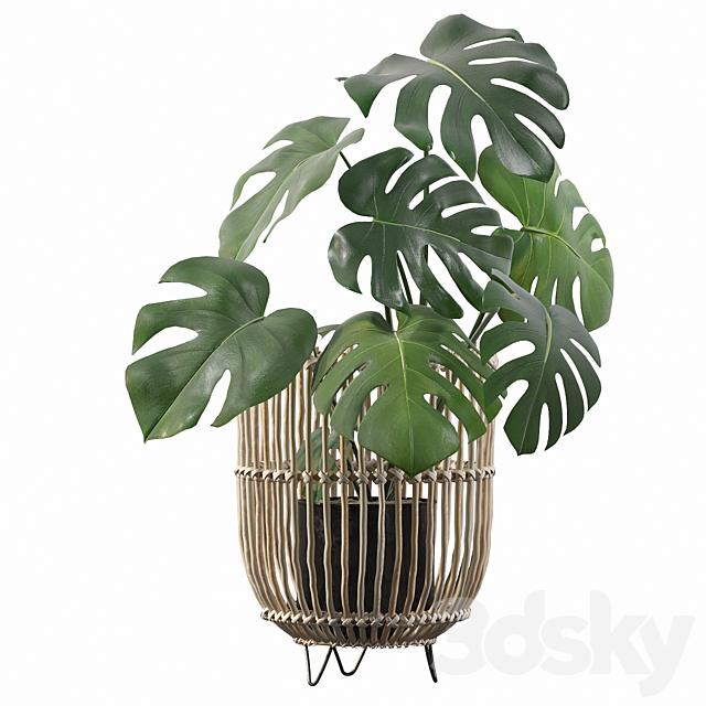 Plants collection 054 – Monstera 04 3DSMax File - thumbnail 3