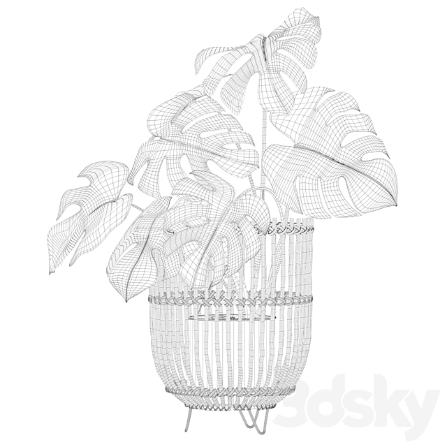 Plants collection 054 – Monstera 04 3DSMax File - thumbnail 4