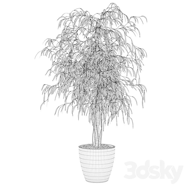 Plants collection 075 – ficus ali 3DS Max - thumbnail 2