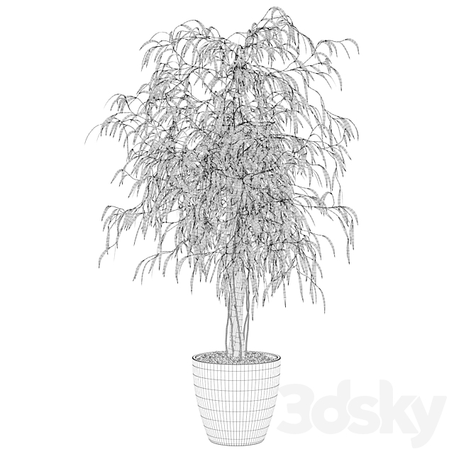 Plants collection 075 – ficus ali 3DSMax File - thumbnail 2