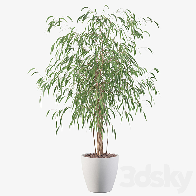 Plants collection 075 – ficus ali 3DSMax File - thumbnail 3