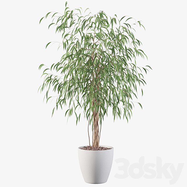 Plants collection 075 – ficus ali 3DSMax File - thumbnail 4