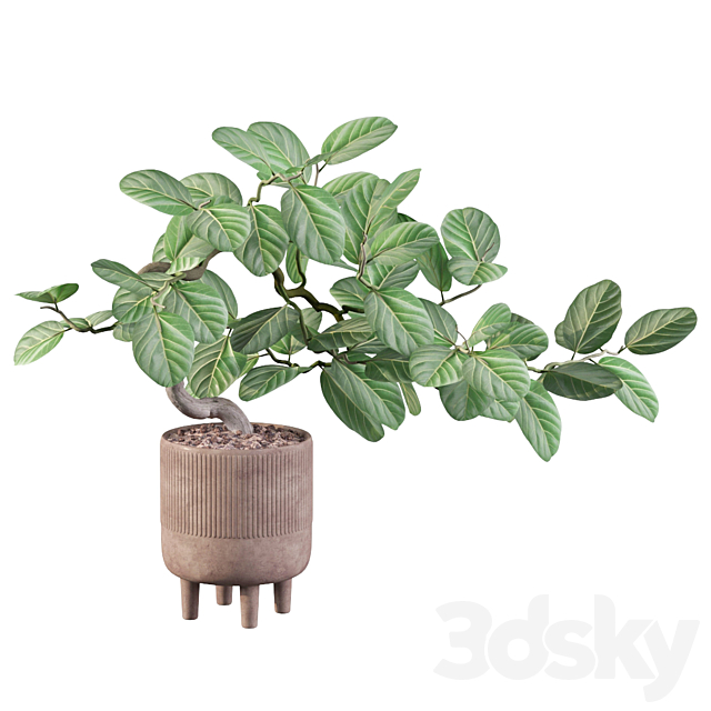 Plants collection 085 – ficus benghalensis 3DSMax File - thumbnail 3