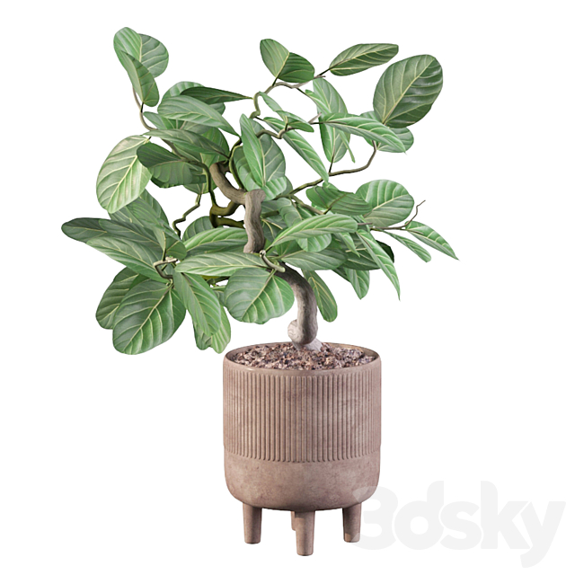 Plants collection 085 – ficus benghalensis 3DSMax File - thumbnail 4