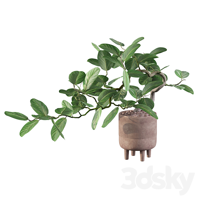 Plants collection 085 – ficus benghalensis 3DSMax File - thumbnail 5