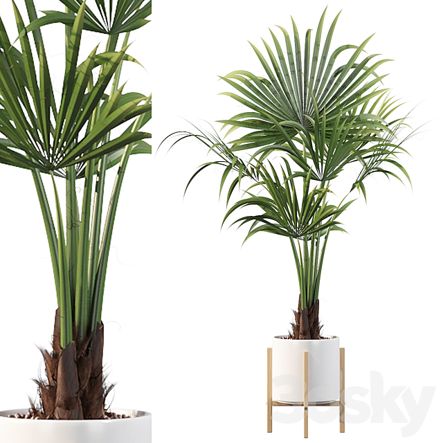 Plants collection 086 3DS Max Model - thumbnail 4