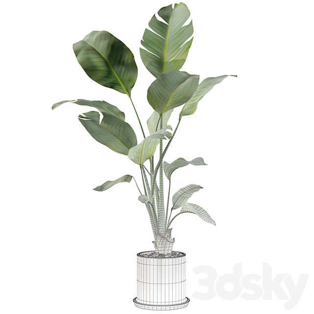 Plants collection 093 – strelitzia 3DSMax File - thumbnail 2