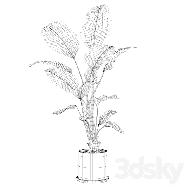 Plants collection 093 – strelitzia 3DSMax File - thumbnail 3