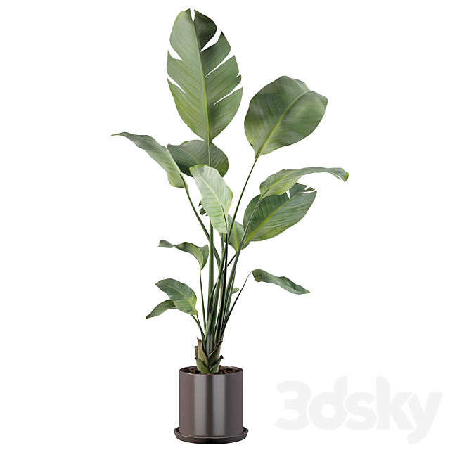 Plants collection 093 – strelitzia 3DSMax File - thumbnail 4