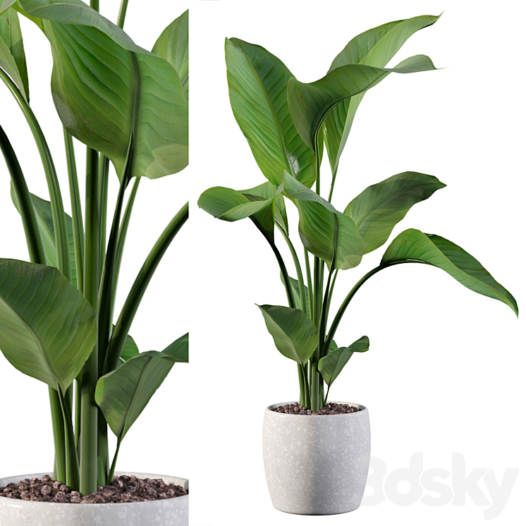 Plants collection 100 – strelitzia 3DS Max Model - thumbnail 3