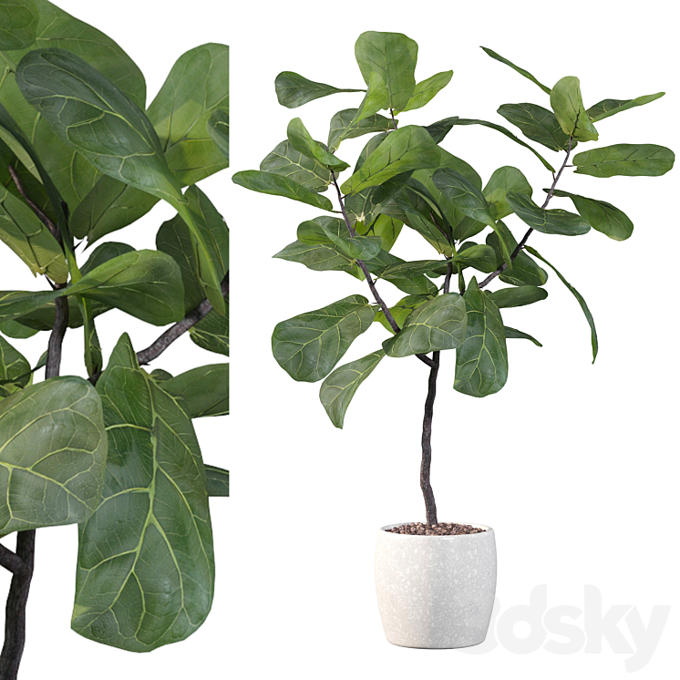 Plants collection 101 – ficus lyrata 3DS Max - thumbnail 1