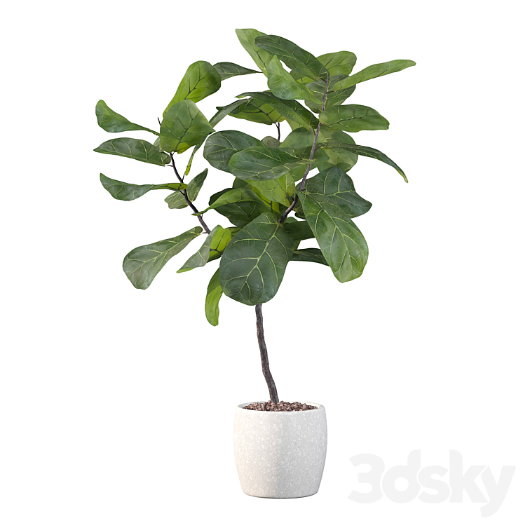 Plants collection 101 – ficus lyrata 3DS Max - thumbnail 2