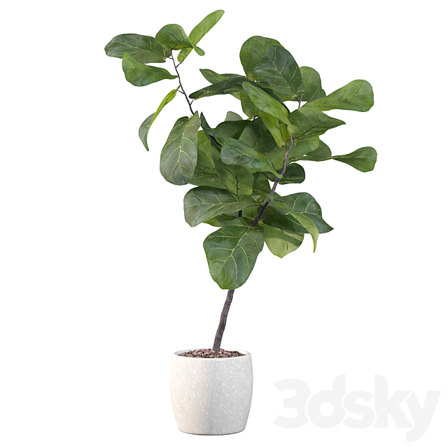 Plants collection 101 – ficus lyrata 3DSMax File - thumbnail 3