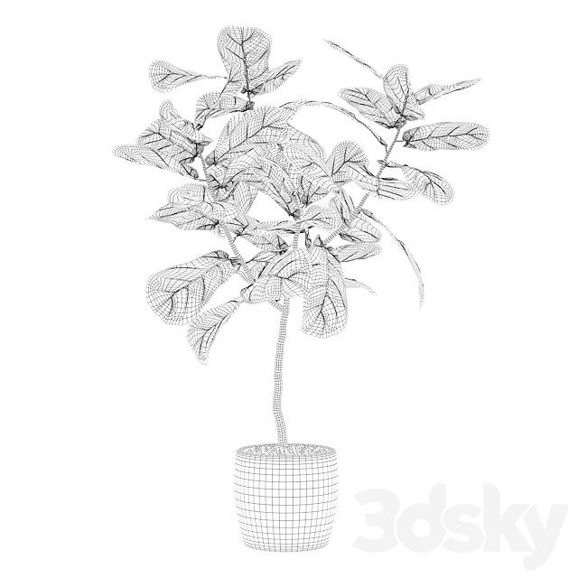 Plants collection 101 – ficus lyrata 3DSMax File - thumbnail 4