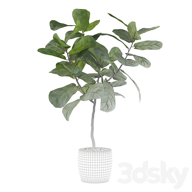 Plants collection 101 – ficus lyrata 3DSMax File - thumbnail 5