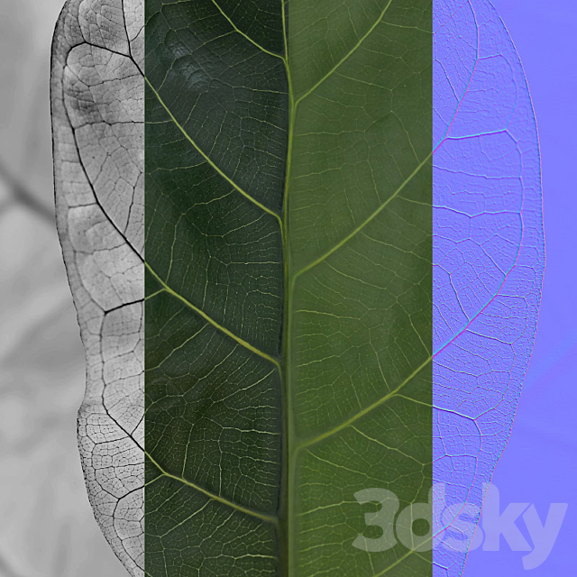 Plants collection 101 – ficus lyrata 3DSMax File - thumbnail 6