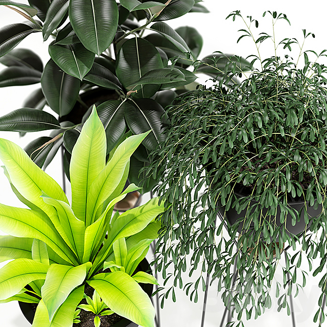 Plants collection 141 MADRE SELVA GRANDE 3DSMax File - thumbnail 2