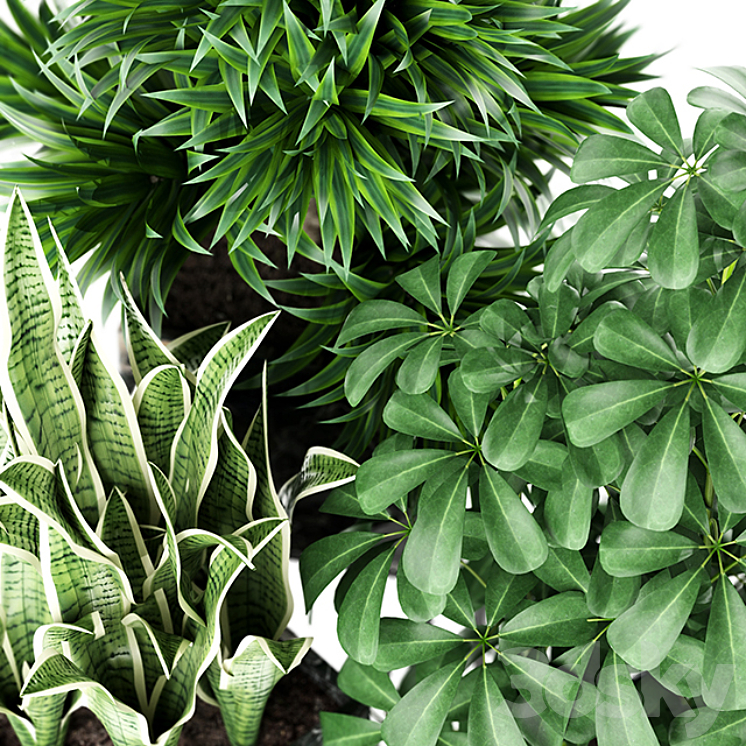 Plants collection 144 MAIA 3DS Max - thumbnail 2