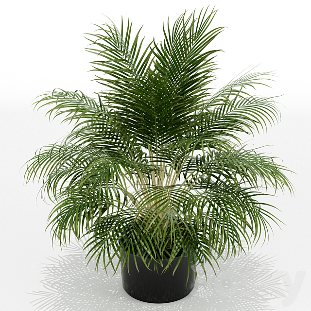 Plants collection 149 3DS Max Model - thumbnail 2