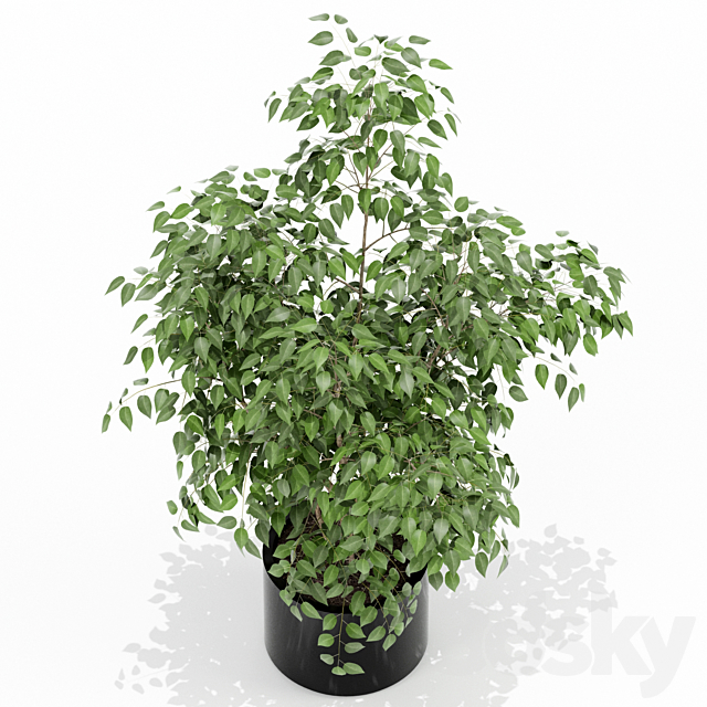 Plants collection 153 3dsMax Model - thumbnail 2