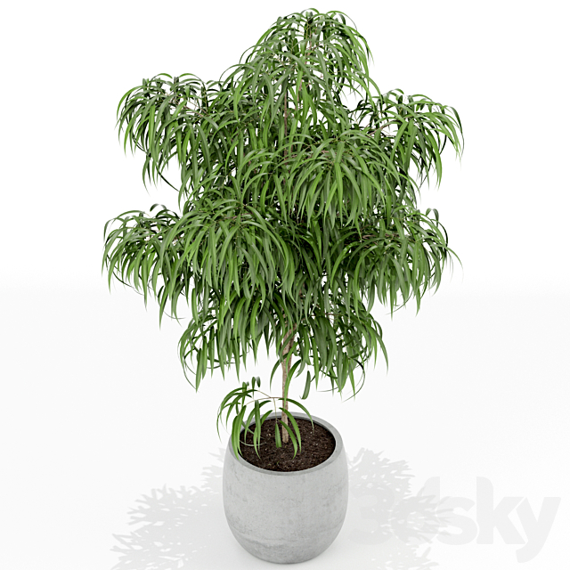 Plants collection 154 3DS Max Model - thumbnail 2