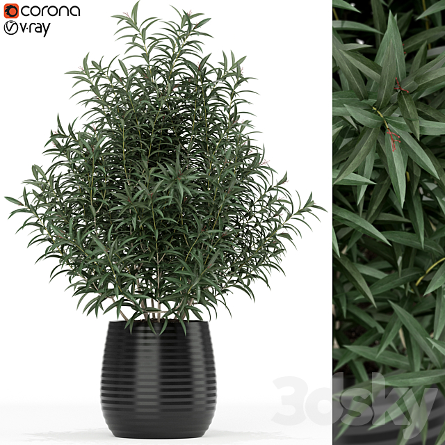 Plants collection 167 3DS Max Model - thumbnail 1