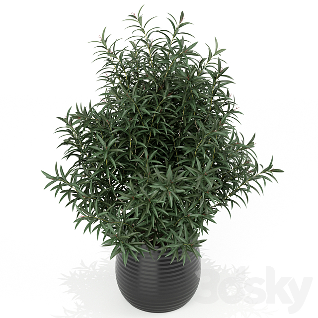 Plants collection 167 3DS Max Model - thumbnail 2