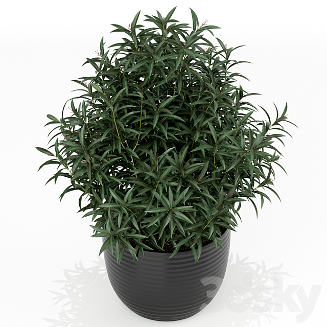 Plants collection 168 3DS Max Model - thumbnail 2